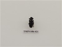 藏品(天牛科(五)泰國)的圖片